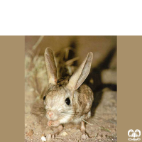 گونه دوپای کوچک Small five – toed jerboa